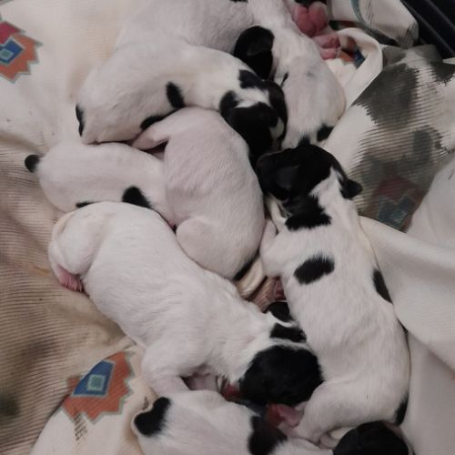 Vends chiots pointer anglais lof