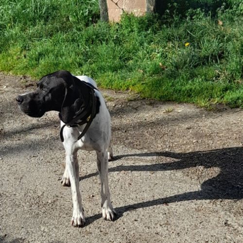 Vends chiots pointer anglais lof #2