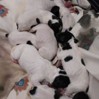 Vends chiots pointer anglais lof #0