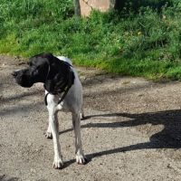 Vends chiots pointer anglais lof #2