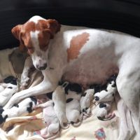 Vends chiots pointer anglais lof #3