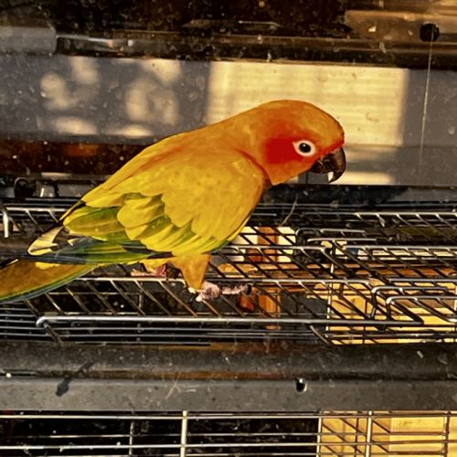 Conure soleil #1