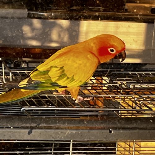 Conure soleil