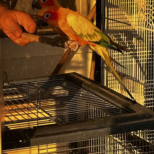 Conure soleil #3
