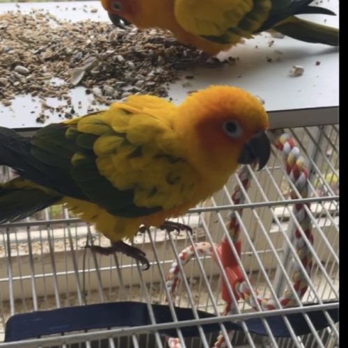 Conure soleil