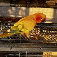 Conure soleil #0