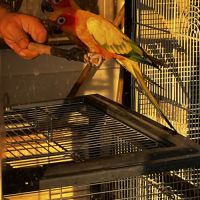 Conure soleil #3