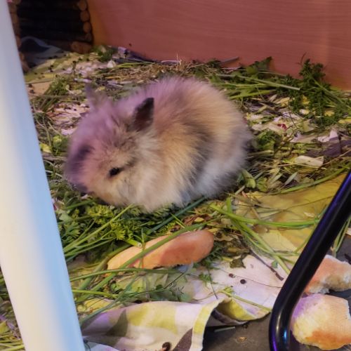 Bébé lapin nain angora à tête de lion #2