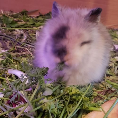 Bébé lapin nain angora à tête de lion