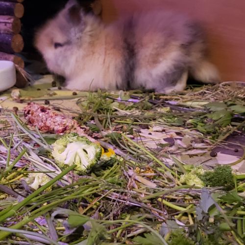 Bébé lapin nain angora à tête de lion #4