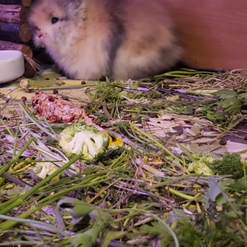 Bébé lapin nain angora à tête de lion #5