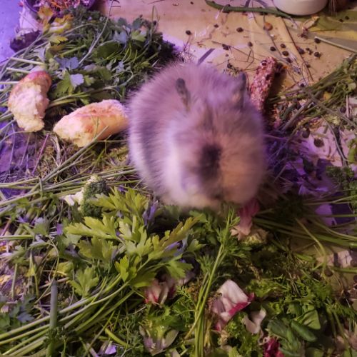 Bébé lapin nain angora à tête de lion #6