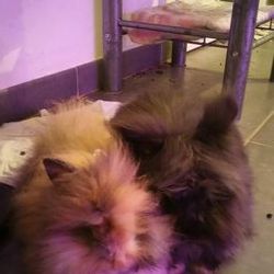 Bébé lapin nain angora à tête de lion #8