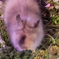 Bébé lapin nain angora à tête de lion #1