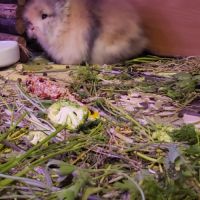 Bébé lapin nain angora à tête de lion #5