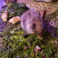 Bébé lapin nain angora à tête de lion #6