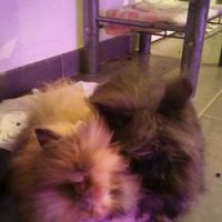 Bébé lapin nain angora à tête de lion #8
