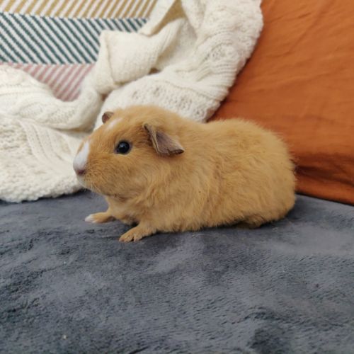 Bébé cochon d'inde us teddy femelle #1