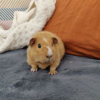Bébé cochon d'inde us teddy femelle #2
