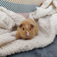 Bébé cochon d'inde us teddy femelle #4