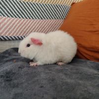 Bébé cochon d'inde us teddy mâle