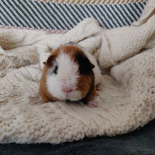Bébé cochon d'inde us teddy mâle #2