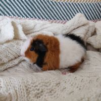 Bébé cochon d'inde us teddy mâle