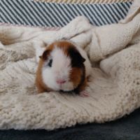 Bébé cochon d'inde us teddy mâle #2