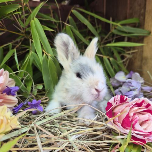 Angora anglais #2
