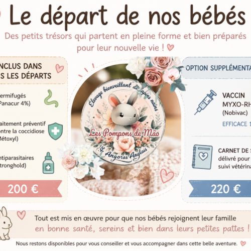 Angora anglais #5