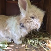 Angora anglais