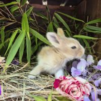 Angora anglais #1