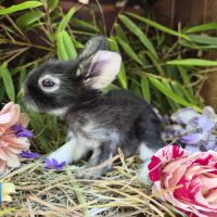 Angora anglais #3