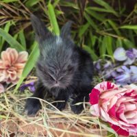 Angora anglais #0
