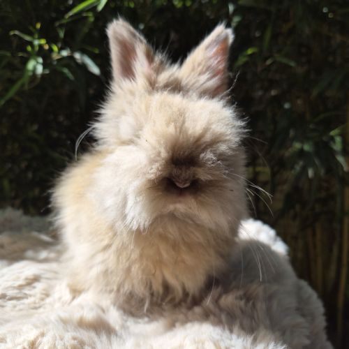 Angora anglais #1