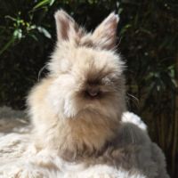 Angora anglais #1