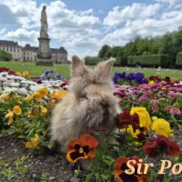 Angora anglais #2