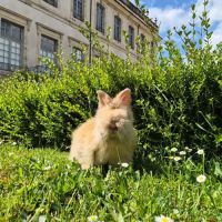 Angora anglais