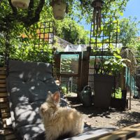 Angora anglais #4