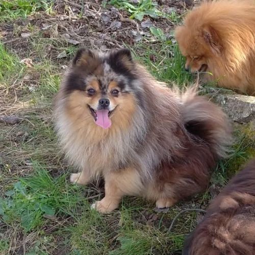 Chiots croisés spitz à réserver #1