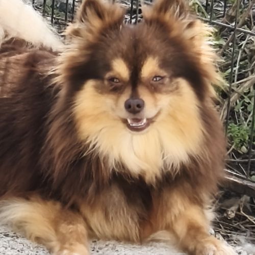 Chiots croisés spitz à réserver #2
