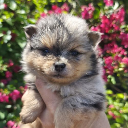Chiots croisés spitz à réserver