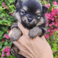 Chiots croisés spitz à réserver #3