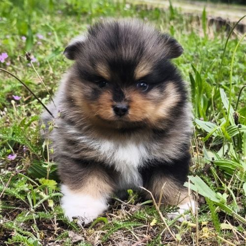 Chiot mâle spitz à réserver #3