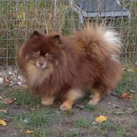 Chiot mâle spitz à réserver #1