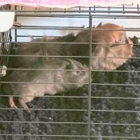 À vendre cochon d'inde femelle