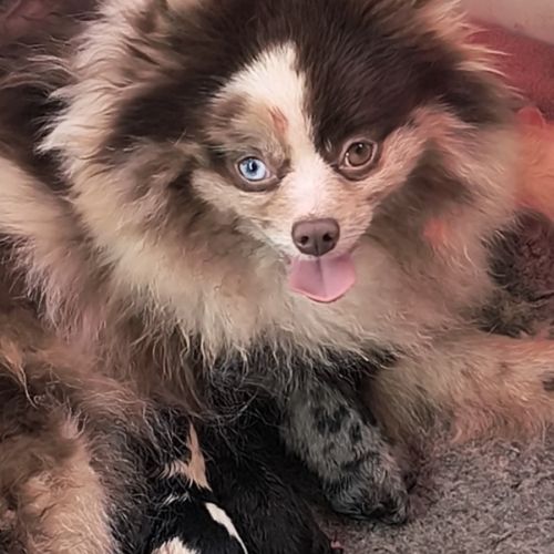 Chiot mâle spitz bicolore #2
