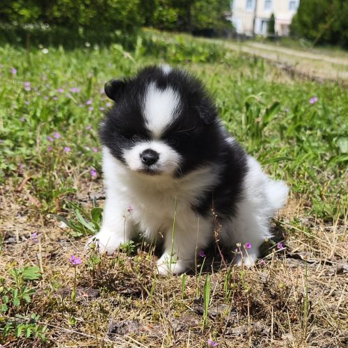 Chiot mâle spitz bicolore #3