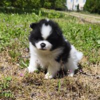 Chiot mâle spitz bicolore #3