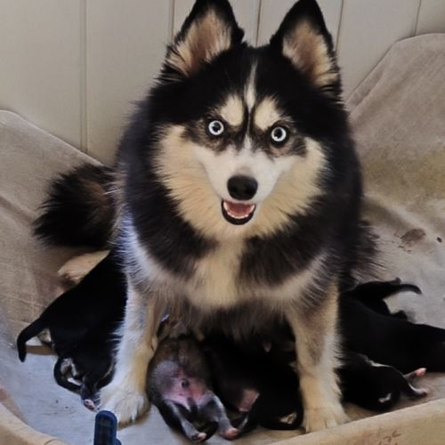 Chiot mâle pomsky f4 à réserver #2